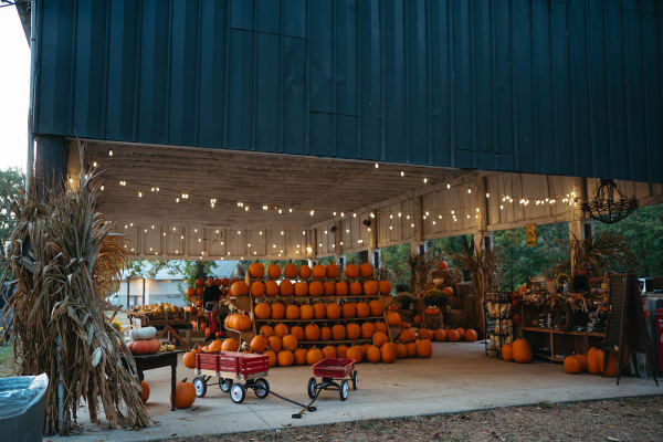 Barn glowing with string lights and stacked pumpkins at dusk