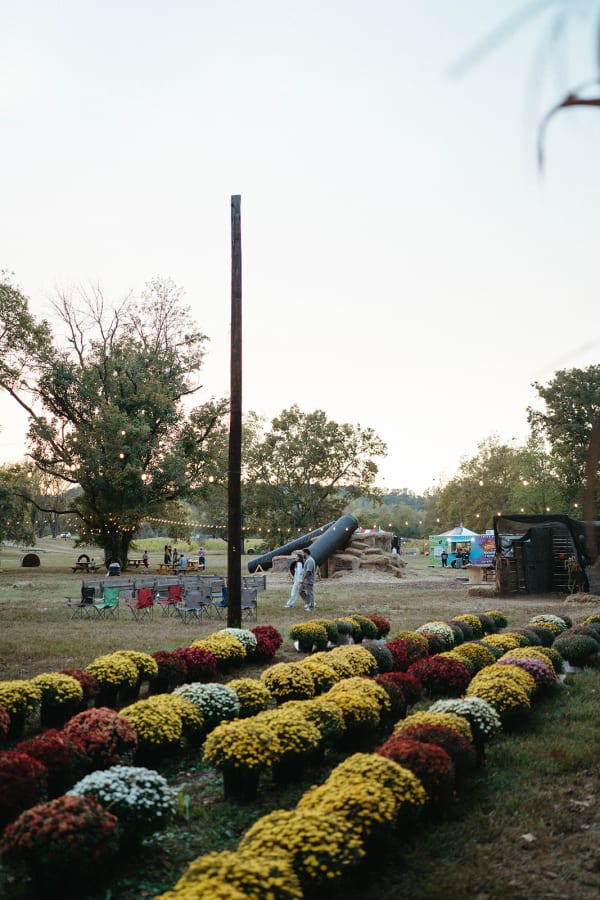 Rows of mums at dusk