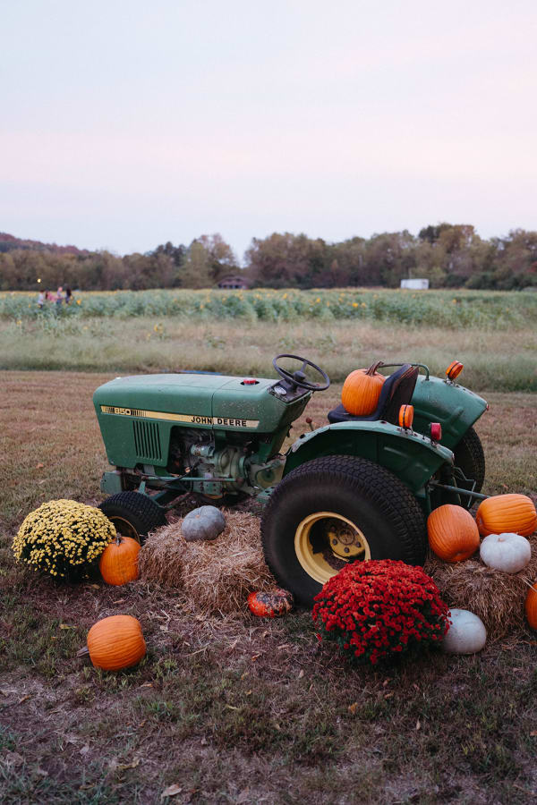 Vintage tractor with pumpkins and mums
