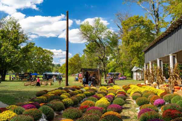 Rows of colorful mums under a blue sky
