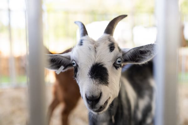 Black-and-white goat up close at the petting zoo