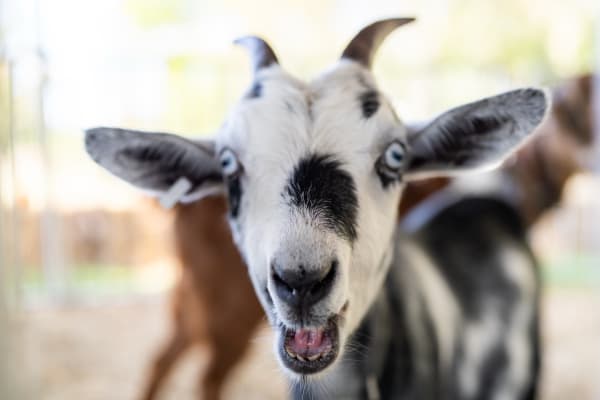 Black-and-white goat up close at the petting zoo