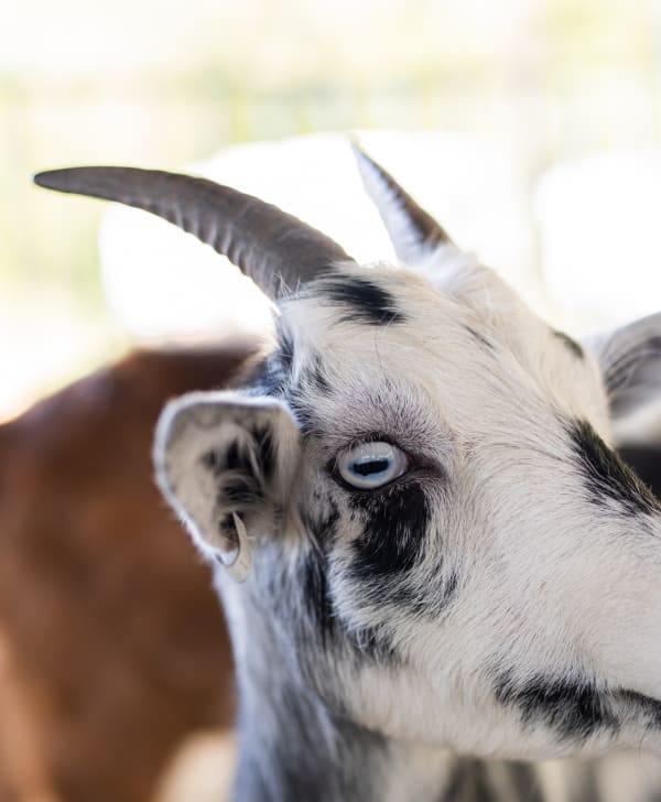Black-and-white goat up close at the petting zoo