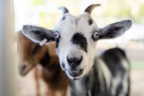 Black-and-white goat up close at the petting zoo
