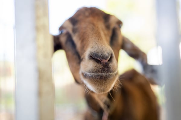 Brown goat up close at the petting zoo