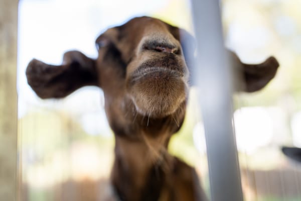 Brown goat up close at the petting zoo
