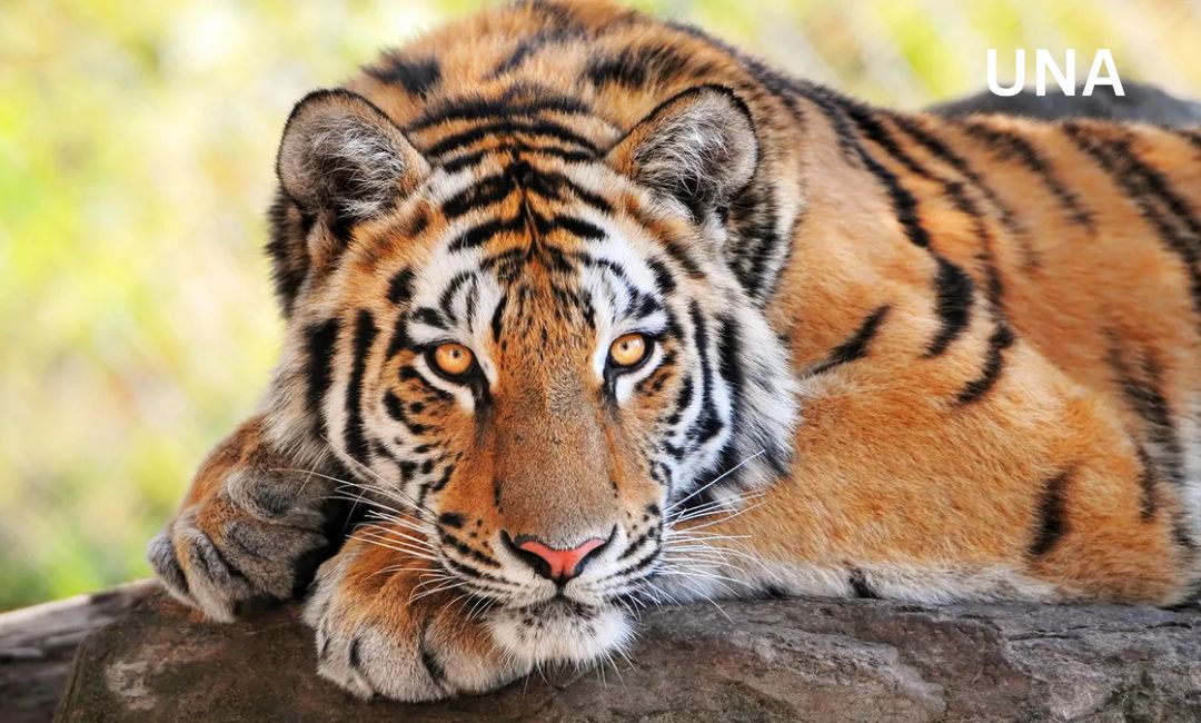 पचास साल बाद मराठवाड़ा में गूंजा बाघ का गर्जन, 450 किलोमीटर पैदल चलकर बनाया नया ठिकाना