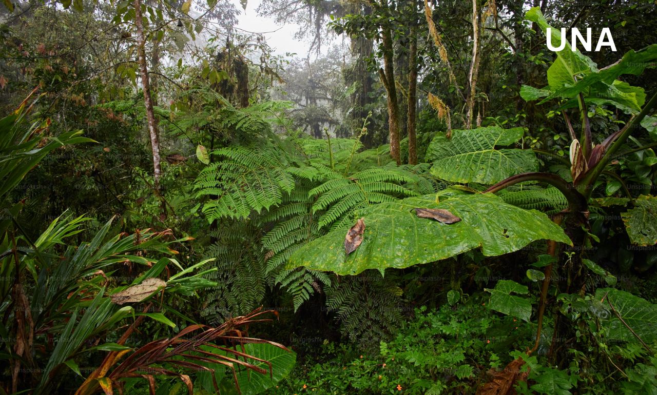 वैज्ञानिकों का चेतावनी: ऑस्ट्रेलिया के वर्षावन अब जितना CO₂ सोखते थे, उससे ज्यादा छोड़ रहे हैं