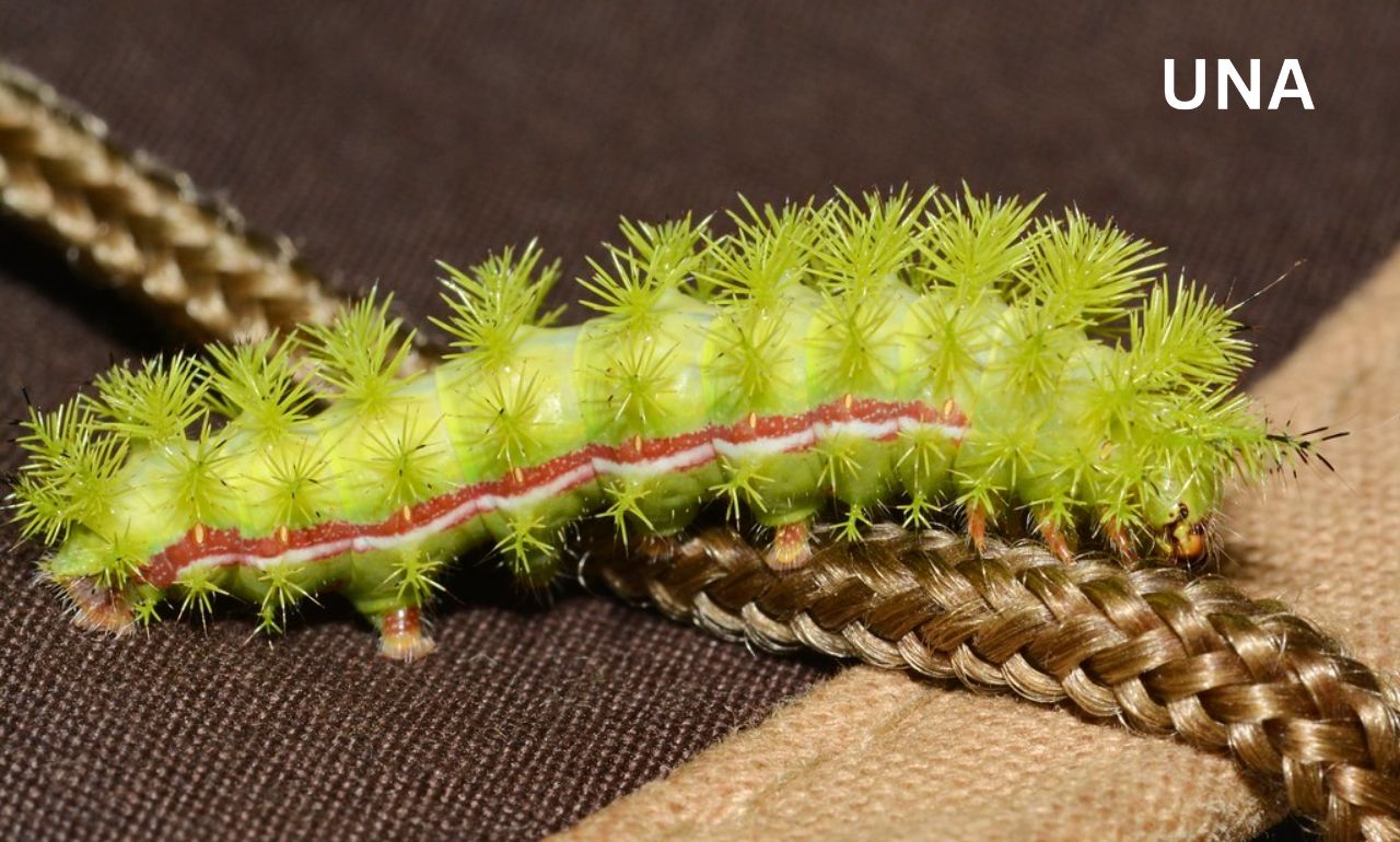 मिलिए लोनोमिया कैटरपिलर से: खतरनाक ‘नाचने वाली’ कैटरपिलर जो वैज्ञानिकों को चिंतित कर रही है