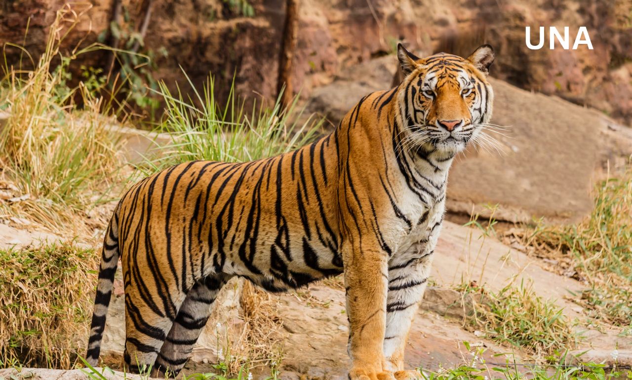 36 साल बाद गुजरात में बाघ की वापसी, रतनमहल अभयारण्य में दिखी दुर्लभ उपस्थिति