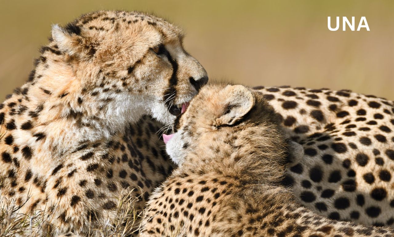 कूनो नेशनल पार्क में भारतीय मूल की चीता ने पाँच शावकों को जन्म दिया, पुनर्वास परियोजना को मिली बड़ी सफलता