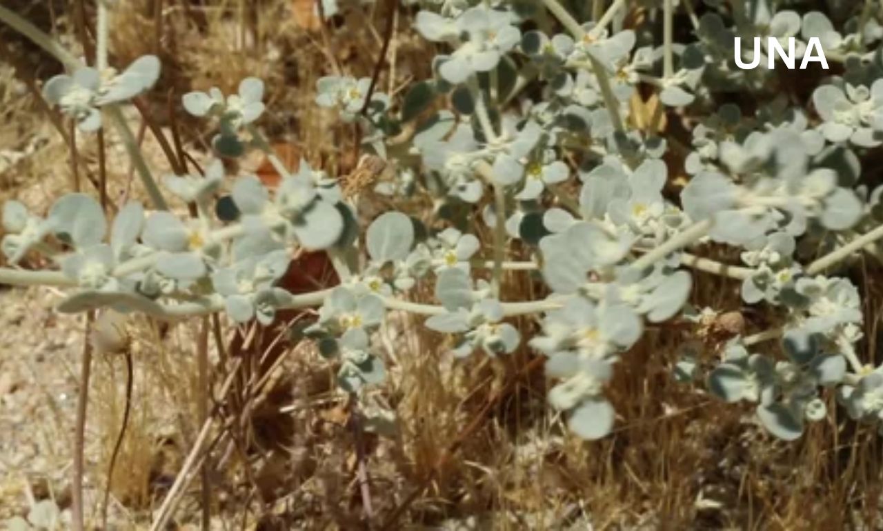 डेथ वैली के कठोर तापमान में भी जीवित है यह झाड़ी, अनोखी संरचना देती है जीवन-सहारा