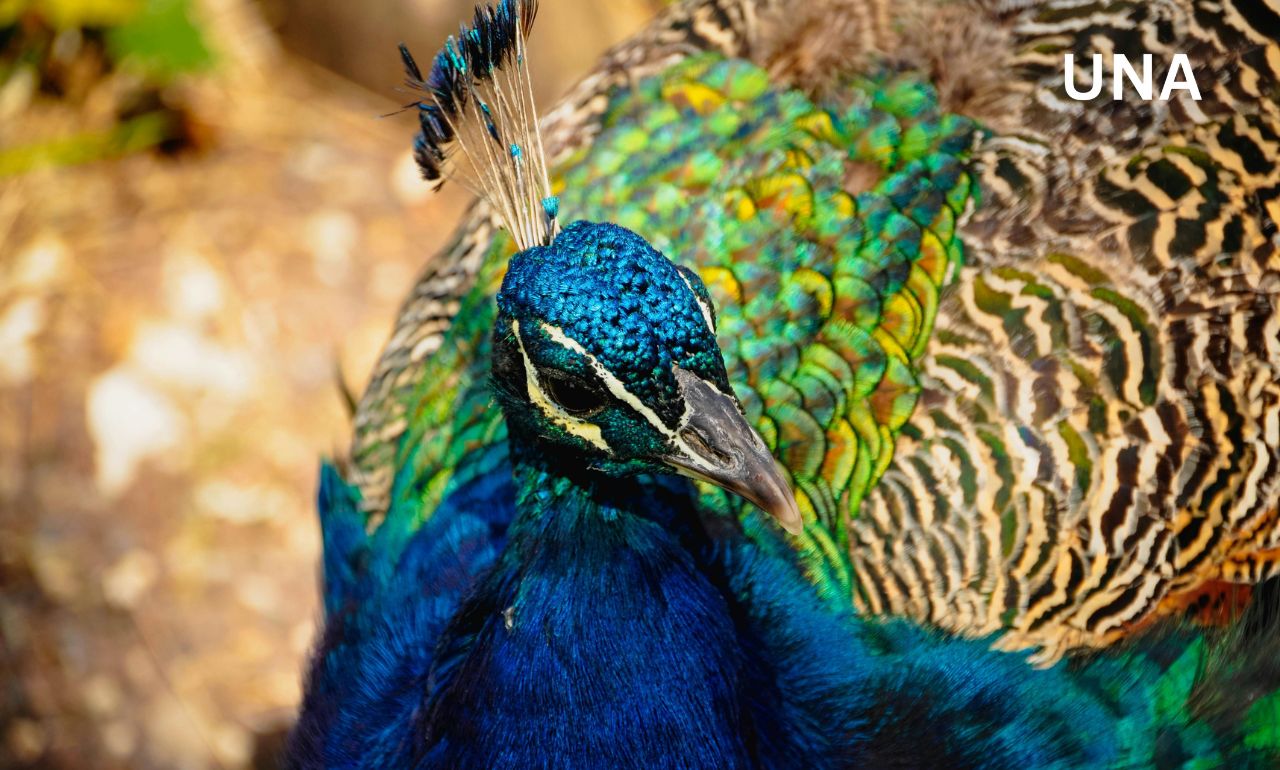 जानवरों की दुनिया के सर्वोत्तम ‘डांसर्स’, बर्ड्स-ऑफ-पैराडाइज़ से पीकॉक स्पाइडर तक