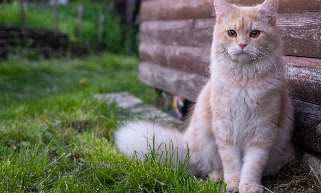 Rare “Ghost Cat” Spotted in Forests of Europe in First Clear Images