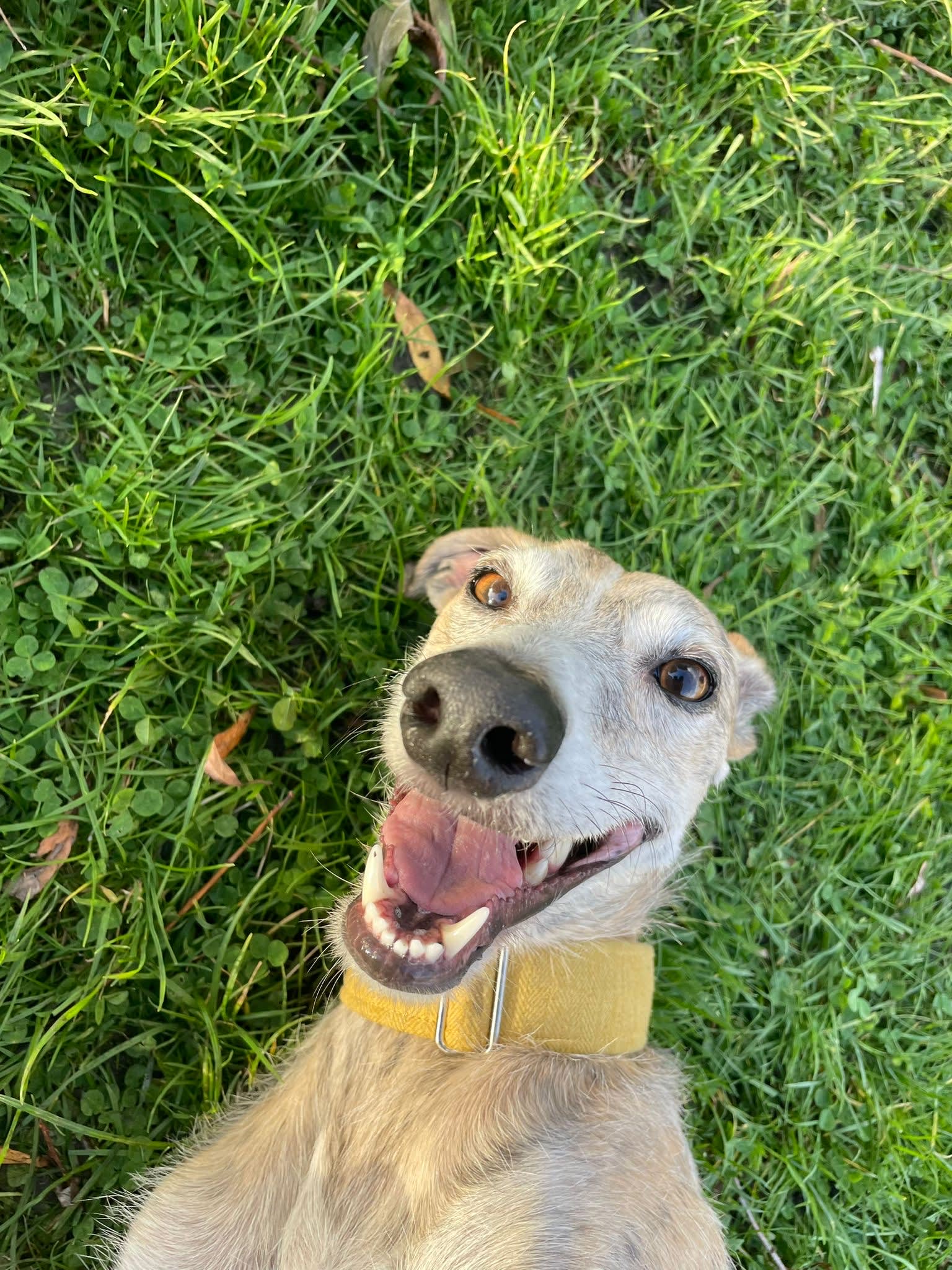 A happy dog with a yellow collar lies on green grass, looking up with a wide, playful smile—capturing the joyful spirit that Elissa Knowles is known for in her photography.