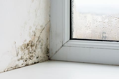 温哥华雨季来了，家里防霉这几招要做