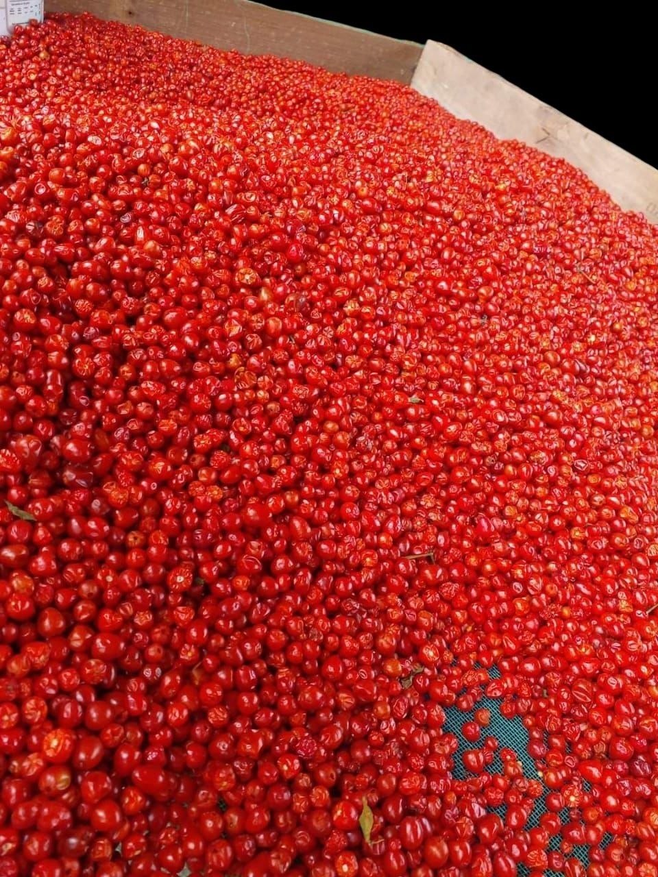 Chiltepín de campo abierto Mayoreo 10+ kg — Rojo Silvestre