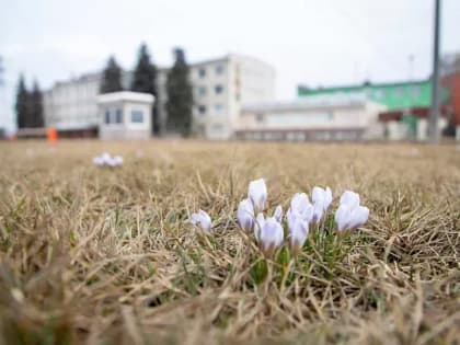 В Тульской области начался сезон клещей - зафиксированы первые укусы