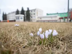 В Тульской области начался сезон клещей - зафиксированы первые укусы