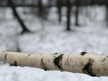 В Туле 21 января погода будет пасмурной, без осадков