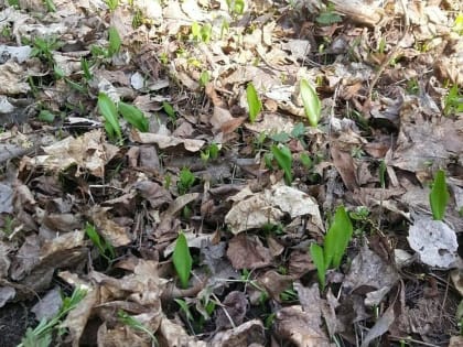 Медвежий лук появился на тульских развалах: врач рассказал о вреде и пользе черемши