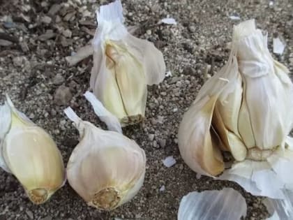 Секреты выращивания чеснока: от выбора сорта до сбора урожая