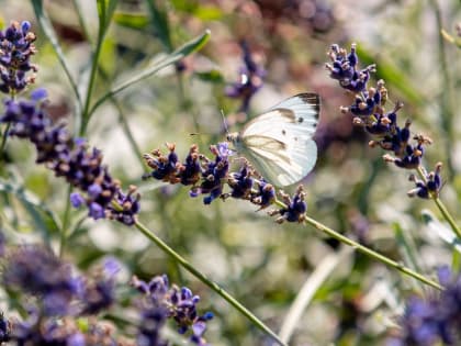 23 мая в Тульской области возможен туман