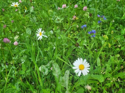 В Тульской области 18 июля ожидается до +29 ℃, кратковременный дождь