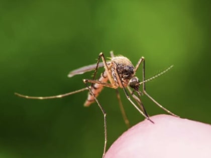 Врач-дерматолог объяснила привлекательность некоторых людей для комаров