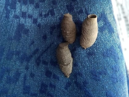 Роспотребнадзор дал рекомендации по уничтожению осиных гнезд