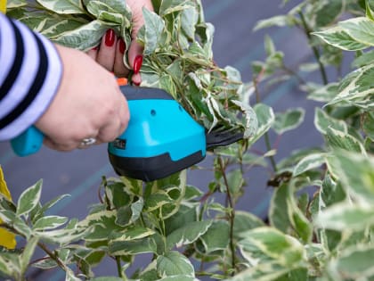 Обработка весной и уборка осенью: опытный садовод Ульянова рассказала, как защитить растения от вредителей и болезней