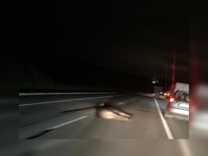 Ночью на подъезде к Туле сбили лося