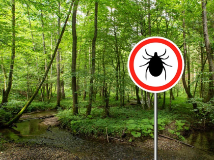 За неделю в Тульской области клещи покусали 229 человек
