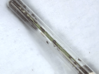 За прошедшую неделю в Тульской области 4 человека заразились болезнью Лайма