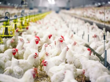 434 миллиона рублей выделено на работу ветеринарных служб в этом году в Тульской области