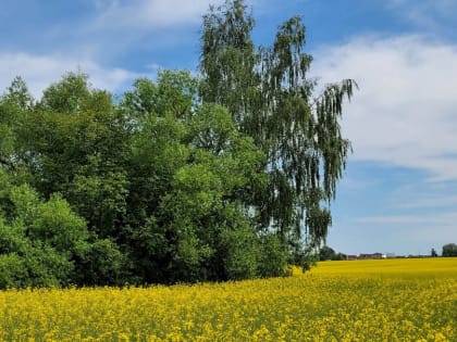 Рабочая неделя в Тульской области начнется с небольшого дождя