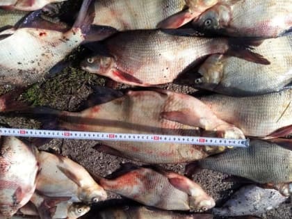 В Новомосковске два рыбака получили крупные штрафы за ловлю рыбы сетями