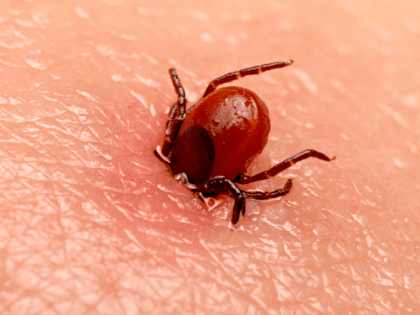В России открыли новые опасные виды клещей