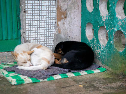 С начала года в медучреждения Тульской области после укусов собак обратились 40 детей