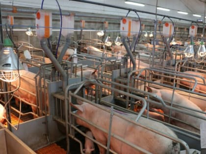 В Тульской области откроются три свиноводческих комплекса на 46 тысяч голов
