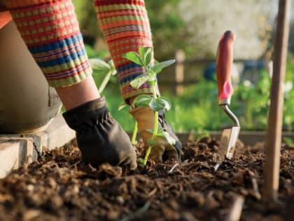 Кардиолог из Тульской области рассказала, в какие часы можно идти работать на огороде
