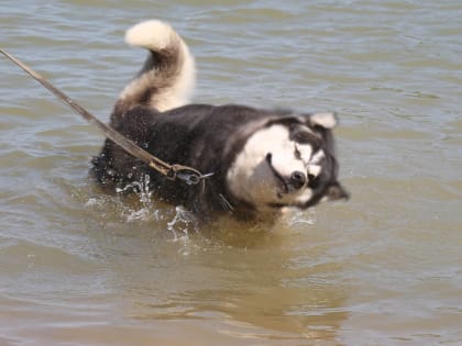 19 августа в Тульской области объявлено метеопредупреждение из-за жары
