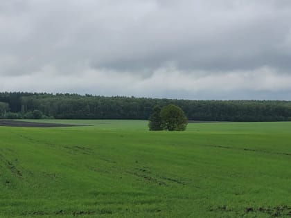 Метеопредупреждение: 11 августа в Тульской области ожидаются грозы с сильным ветром