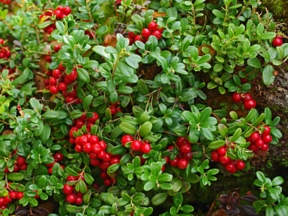 В Роспотребнадзоре назвали клюкву эффективным способом защиты от простуды и инсультов