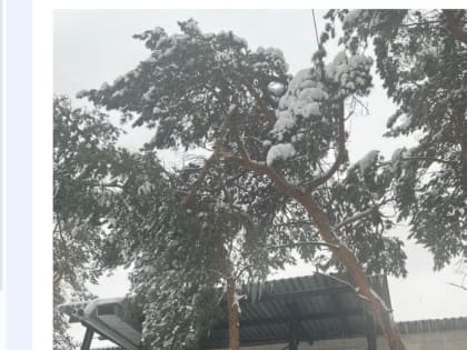 Администрация Алексина прокомментировала решение спилить вековые сосны возле торгового центра «Панорама»