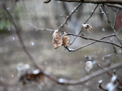 26 января в Туле будет пасмурно, без осадков и до -4 градусов мороза