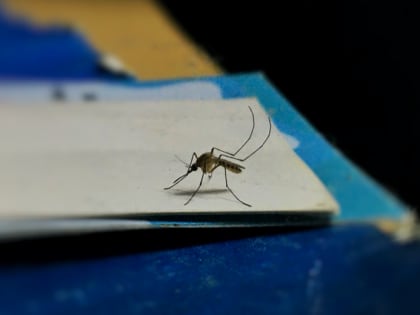 Врач объяснила, почему повторное заражение лихорадкой денге опаснее первого