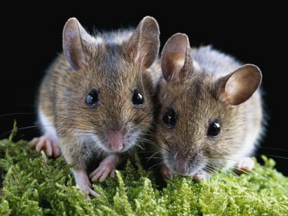 Нужна ли дудочка крысолова?