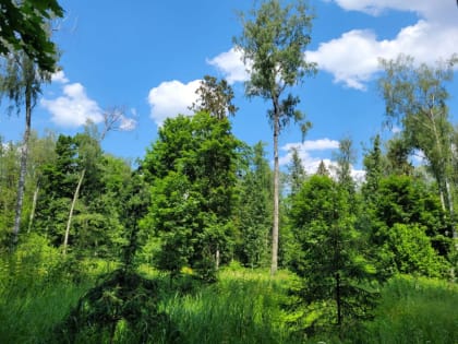 Жаркая и сухая погода сохранится в Тульской области 18 июня