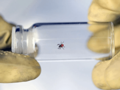 За неделю в Тульской области клещи покусали 180 человек